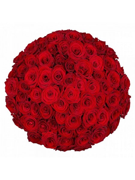 100x of roses Freedom  70 cm